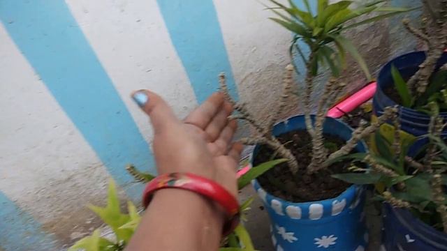 Mexican Petunia || How To Prepare Mexican Petunia For Heavy Blooming In Summer Season