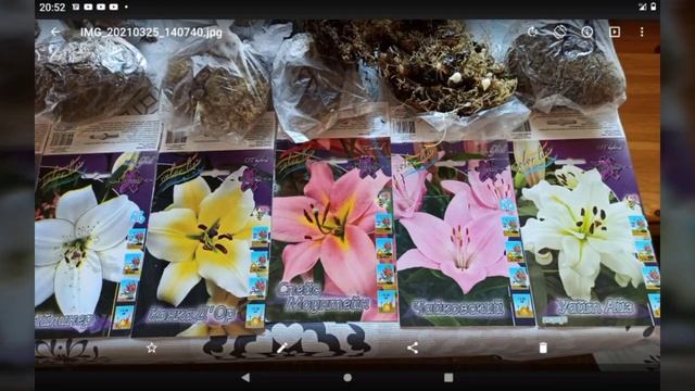 Как размножить лилии- гиганты чешуйками? смотреть онлайн