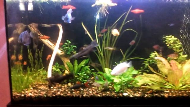 3W LEDs on a 300 liter aquarium. #aquarium #ledlight смотреть онлайн