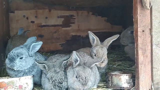 Клетки для кроликов Фландр своими руками | Размеры | Плюсы и минусы смотреть онлайн