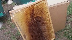 Распечатка медовой рамки за пару секунд - Ноу-хау в пчеловодстве