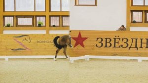 Выступления на Первом зимнем турнире КСК Звёздный