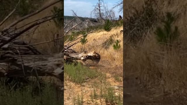 SHOTGUN vs. RHINOHIDE - WHO WILL WIN? смотреть онлайн