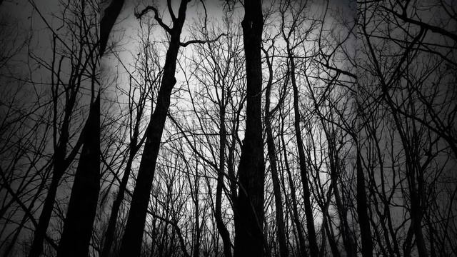 Замедленное пение птиц смотреть онлайн