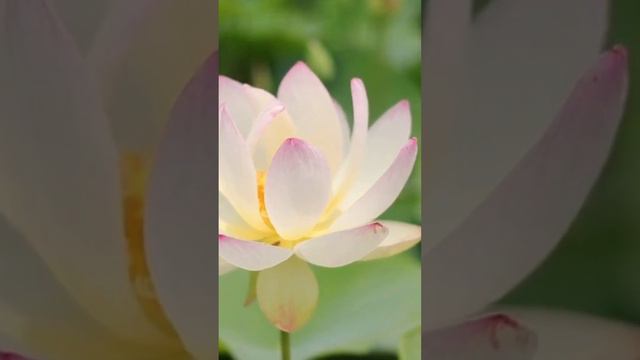 Relax Music with Nature #relaxingmusic #relax #relaxing смотреть онлайн