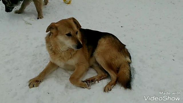 Макс, февраль 2018, Кожуховский приют