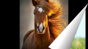 Рифат Зарипов - Атлар