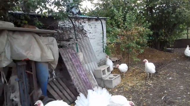 25.09.21 Индюшки несутся! смотреть онлайн