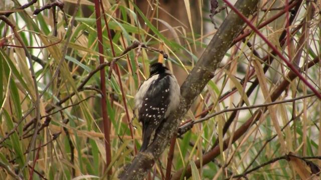 Downy Woodpecker. Пушистый дятел (2411sp) смотреть онлайн