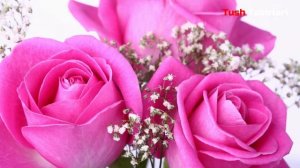 Туш табирлари - Тушда атиргул куриш