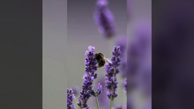 🎶Ах земля чужая сторона..... Пение для души смотреть онлайн
