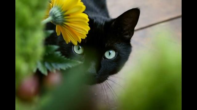 Самые необычные праздники мира смотреть онлайн