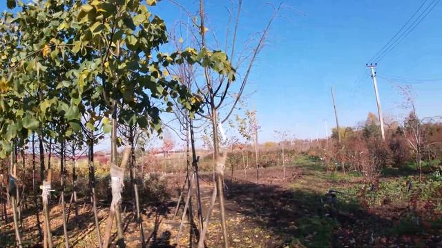 Питомник Гортензий Святовит смотреть онлайн