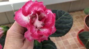 Мастерская фиалки - жизнь и новые перемены!