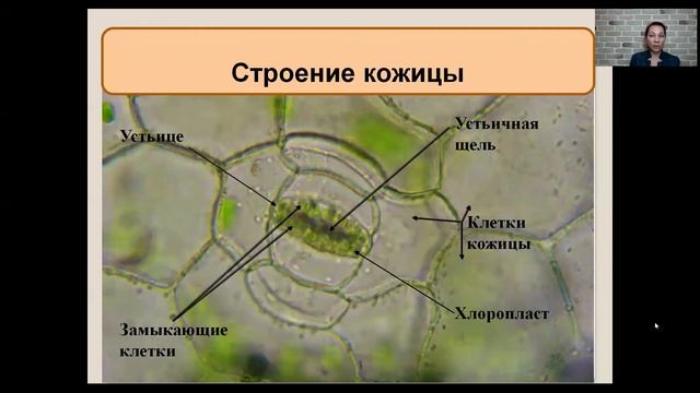 Клеточное строение листа 6 класс смотреть онлайн