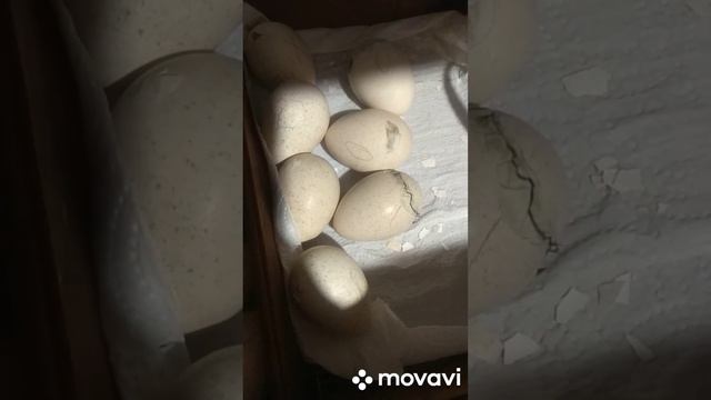 Вывели индюшат широкогрудой линии из яиц Бронзовых Индюков. Сюрприз порадовал... смотреть онлайн