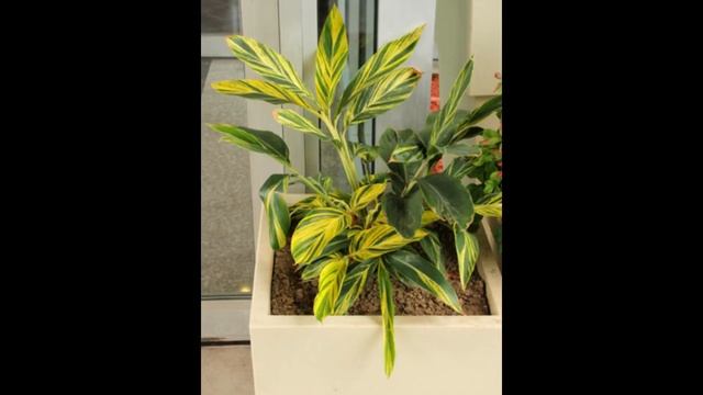 Alpinia zerumbet 'Variegata' (Elaachi; Shell ginger) complete review as a landscape or house plant смотреть онлайн