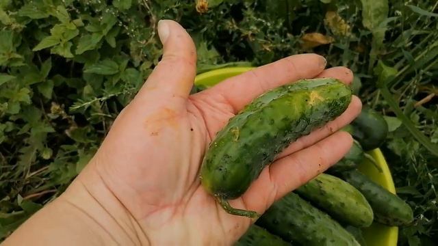 9 часть - Я не ВОЛШЕБНИК, я только УЧУСЬ! СЕСТРА с семьей ЗАГЛЯНУЛИ на минуточку! смотреть онлайн