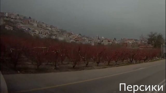 Мимоза, иудины деревья (церсис), дудки_Mimosa, Judas trees, pipes смотреть онлайн