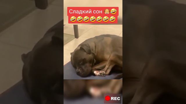 Сон смотреть онлайн