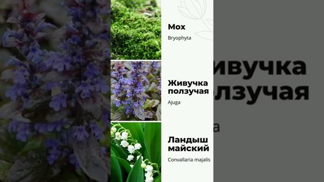 9 растений для кислой почвы смотреть онлайн