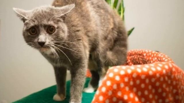 У кошки лысеют уши: причины облысения и варианты лечения смотреть онлайн