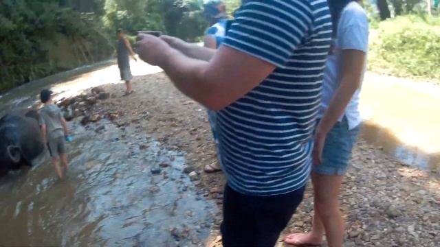Тайланд пхукет моем слона смотреть онлайн