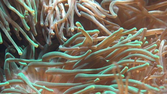 C0158 tentacles of sea anemone смотреть онлайн