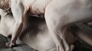 Вязка. Канадский  Сфинкс. Dekung  Sphynx