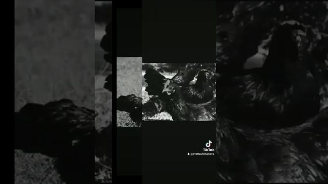 Домашние животные. Черная порода птиц смотреть онлайн