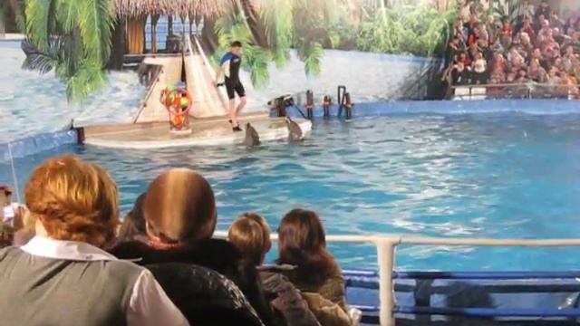 как разговаривают дельфины. смотреть онлайн