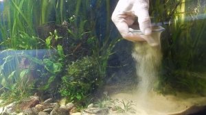 Уход за мелким песком в аквариуме.