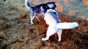 Бойцовские псы. Жестокая схватка, запрещенные собачьи бои.