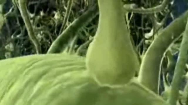 WAKE UP CALL FOR THE FAMILY OF LIGHT -Pleiadian Message For Humanity -The Time Is Now смотреть онлайн