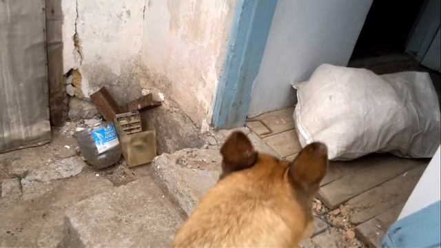 собачьи бои смотреть онлайн