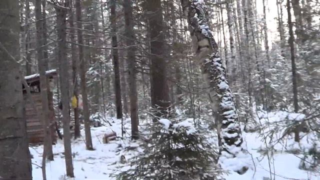 Жизнь в тайге. Охота. Первые соболя. I 18+ смотреть онлайн
