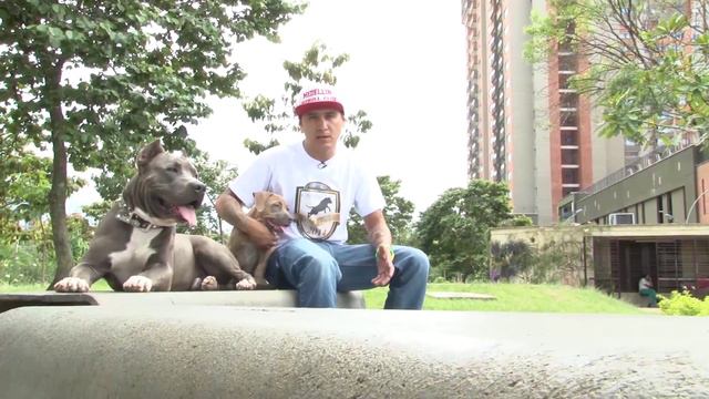 COPA BULLCOLOMBIA 2014 -Medellín PitBull Club смотреть онлайн