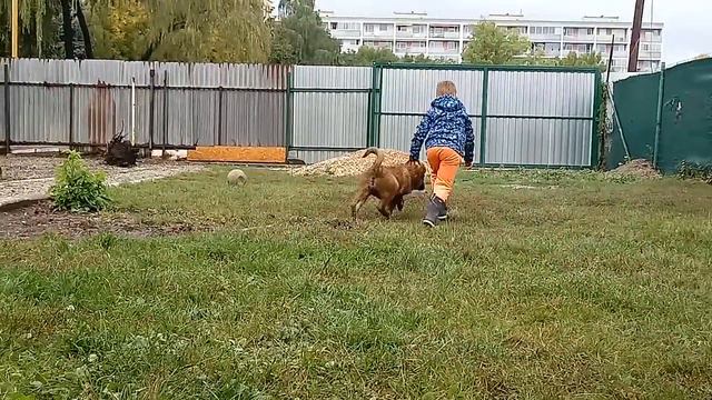 Caucasian , Kavkazskaya ovcharka puppy DACOTA смотреть онлайн