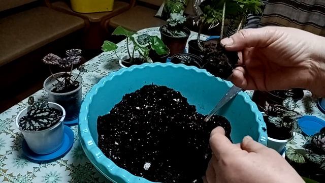 Комнатные растения. Бегонии. Условия роста, грунт. Работаем с детками бегоний. смотреть онлайн