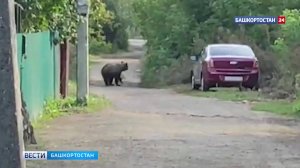 В уфимском микрорайоне Шакша засняли на видео прогуливающегося медведя