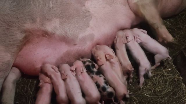 СКОЛЬКО родила поросят? смотреть онлайн