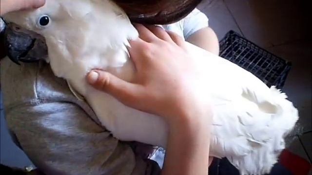 Большой белохохлый какаду Гоша (Plyctolophus alba) смотреть онлайн