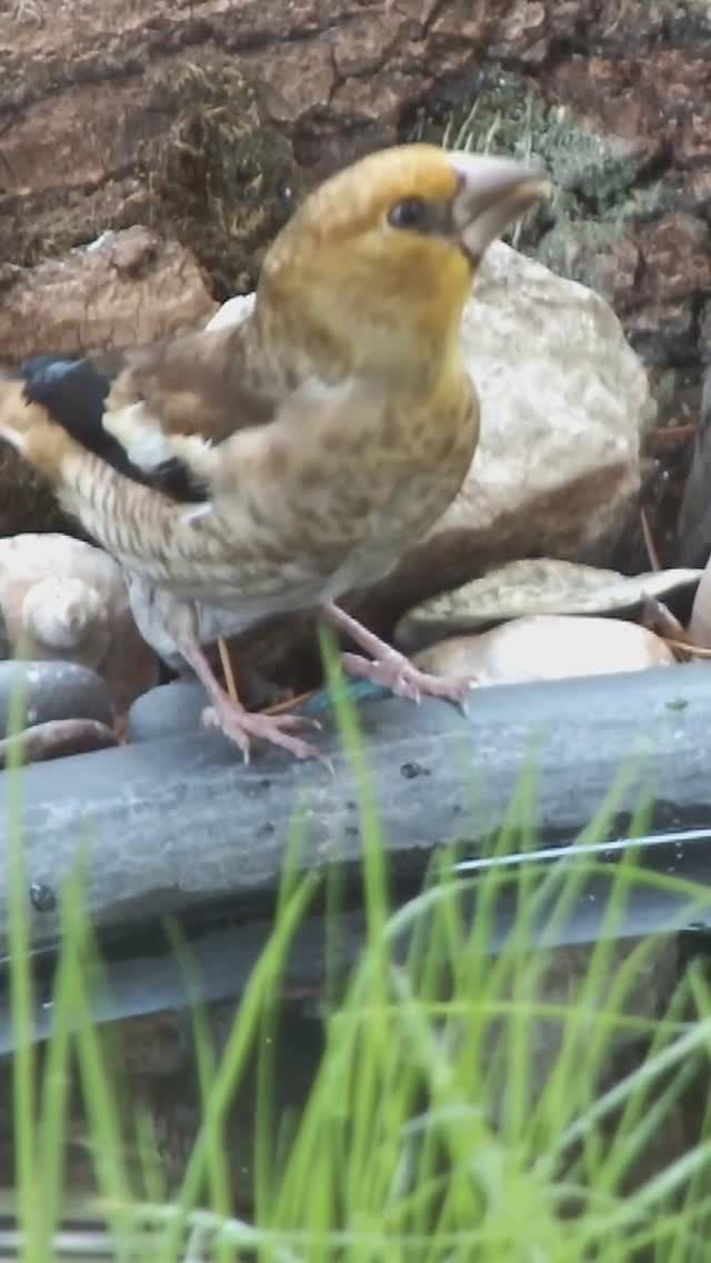 Птенчик дубоноса у пруда