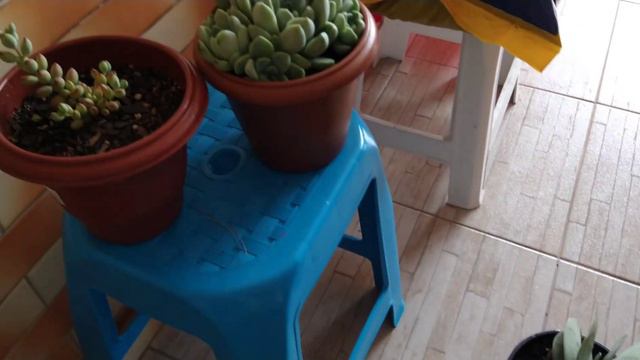 🌵 Sacolas da Alegria + Suculentas de Presente! ESTOU DE MUDANÇA UHUUUU! • Lelis com Amor смотреть онлайн