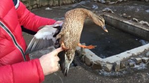 Нагавки для подсадных уток (куда проще?)