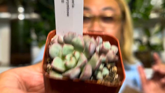 The Next Gardener Sent Me SO MANY SUCCULENTS смотреть онлайн