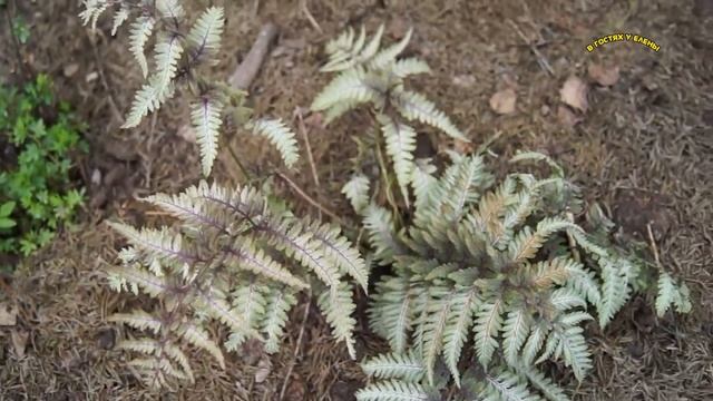 ОБЗОР: ЦВЕТОЧКИ. ЧТО ПОДАРИЛА МНЕ ЛЕНОЧКА. смотреть онлайн