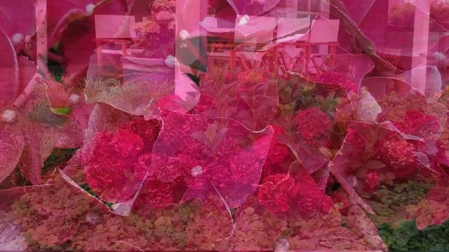 Hydrangea Macrophylla✨Magical® Ruby Red// STUNNING Deep Red Flowers And Long Lasting!