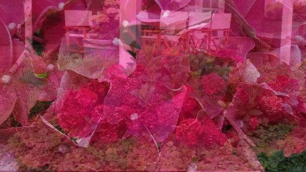 Hydrangea macrophylla✨Magical® Ruby Red// STUNNING deep red flowers and long lasting!