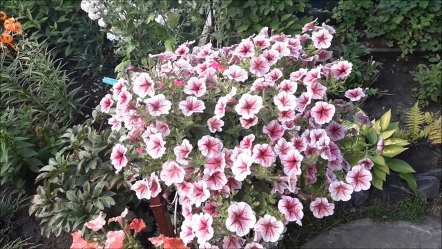 Петуния сорт Опера Распберри Айс .|Петуния Opera Supreme Raspberry Ice.|Мощная ампельная петуния смотреть онлайн